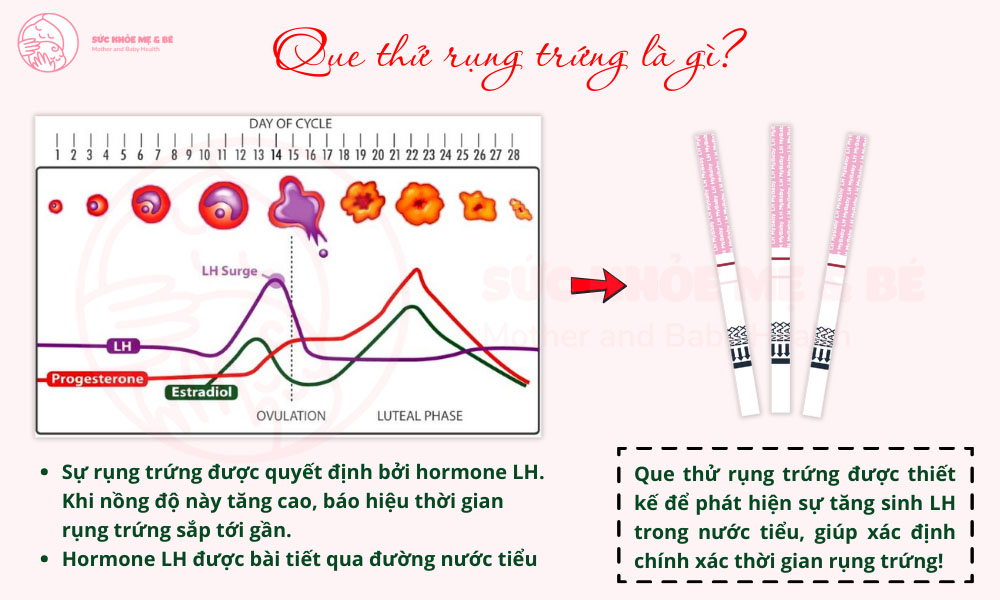 Que thử rụng trứng là gì?