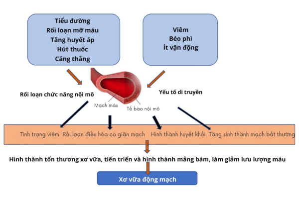 Suy giảm chức năng nội mô làm tăng nguy cơ xơ vữa động mạch